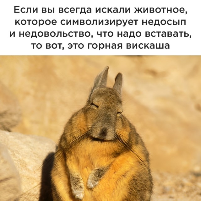Так себе картинки 06.02.25