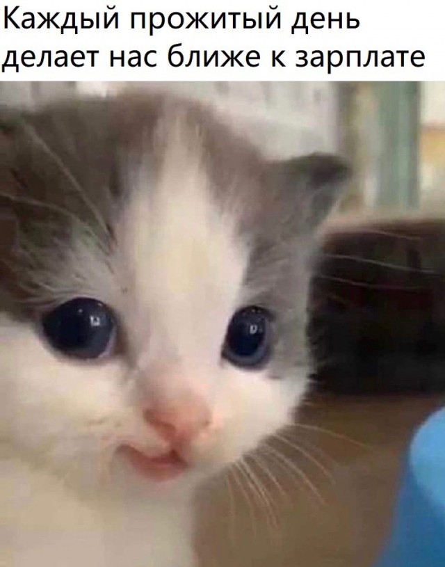 Решил поделиться моей коллекцией боянов
