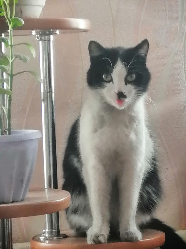 Котовторник