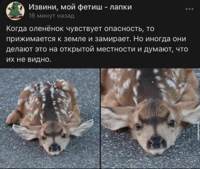 Белый слон и другие картинки