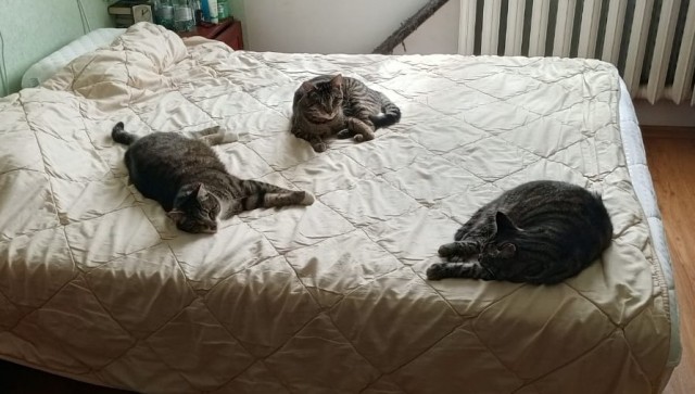 Моя жена не умеет фоткать кота