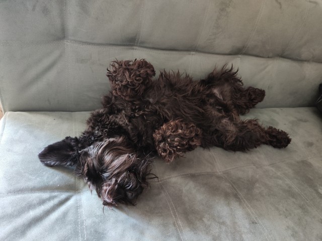 Собакочетверг!