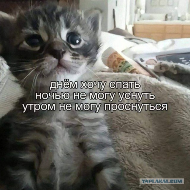 Забавные и не очень скромные картинки - 18