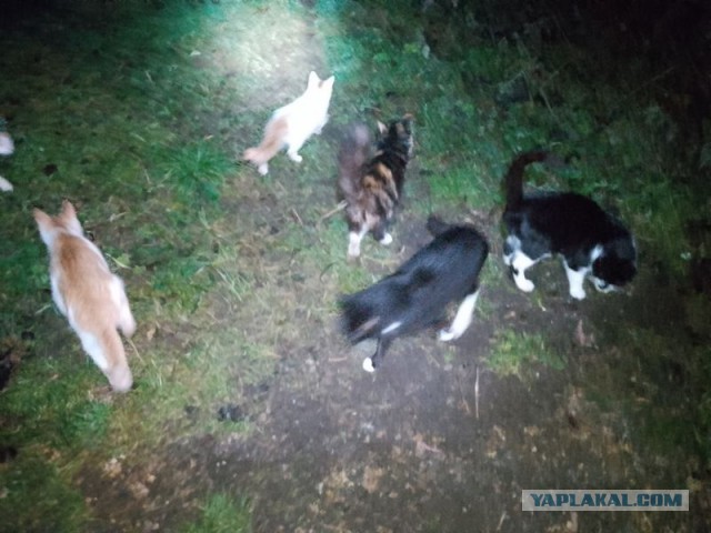 Жизнь домашнего приюта для котеек 565