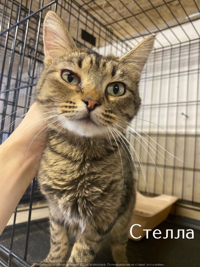 Жизнь домашнего приюта "Котоленд" 534