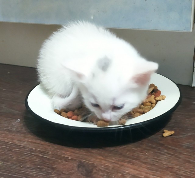 Котоуженевторник)