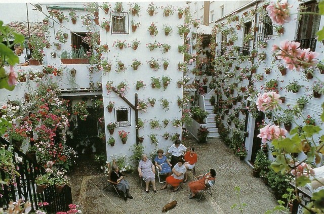 Аспарагусы