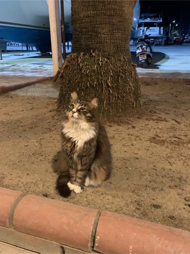 Просто одно котэ
