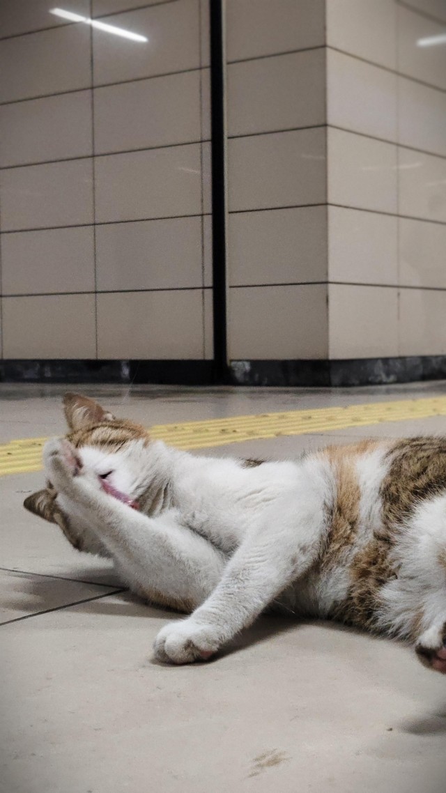 Уличные кошки Стамбула