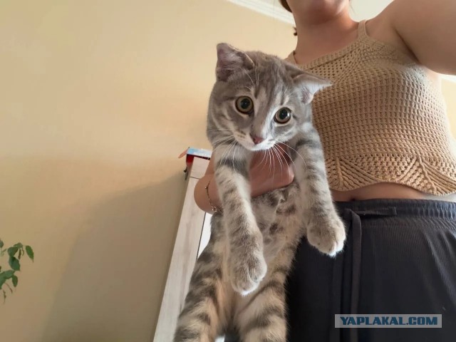 Кошак даром