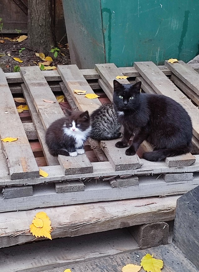 Котовторник.