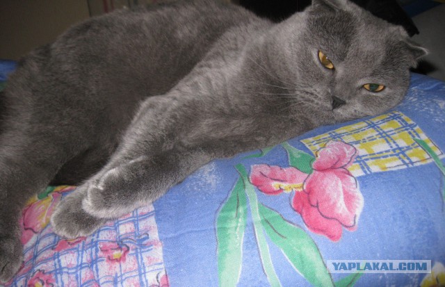 Котовторник 12.11.2013