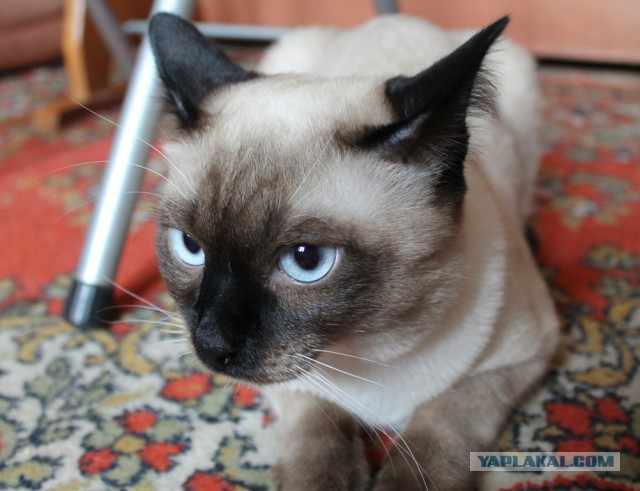 Котовторник 01.04.2014
