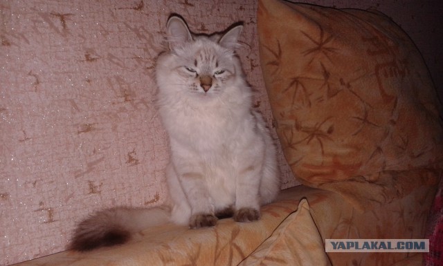 Котовторник 27.5.2014