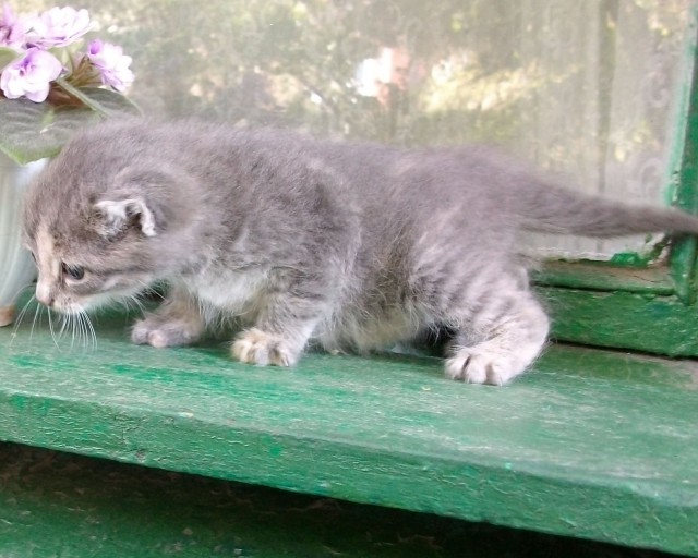 Котовторник 10.06.2014