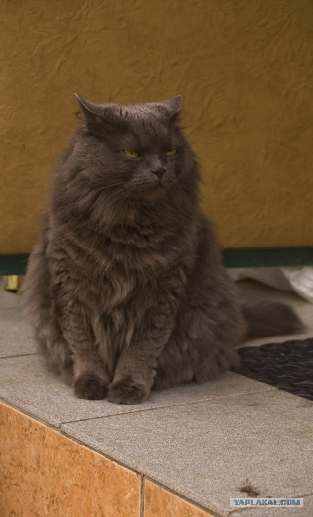 Котовторник 22.07.14