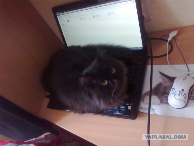 Котовторник 22.07.14