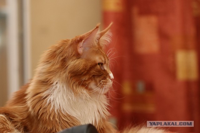 Котовторник 2.12.14