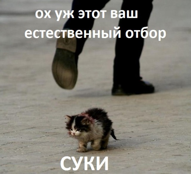 Кастрация кошек и котов