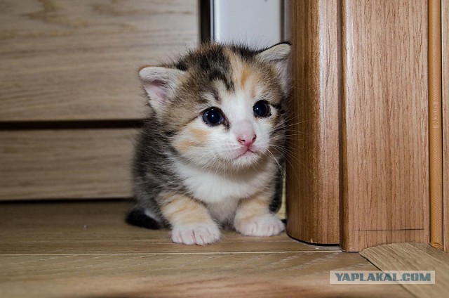 Котовторник 12.05.2015