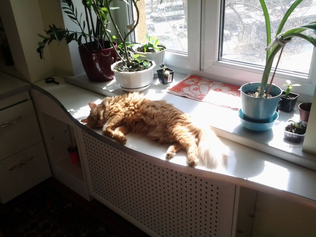 Котовторник
