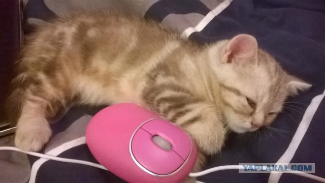 Котовторник   02.06.2015