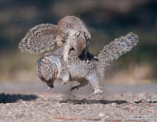 Фотоконкурс National Geographic 2012