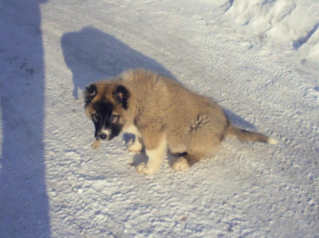 Щенки, которые выглядят как медвежата.