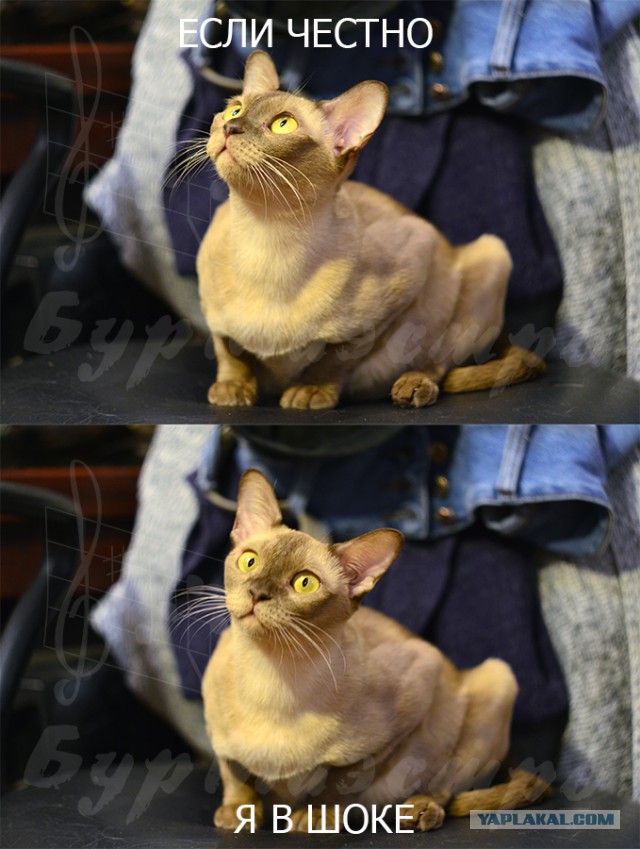 Котовторник 23.02.2016
