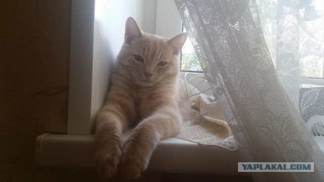 Котовторник 13.09.2016