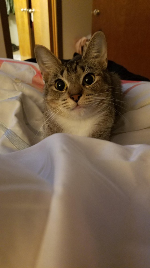 Коты из сети