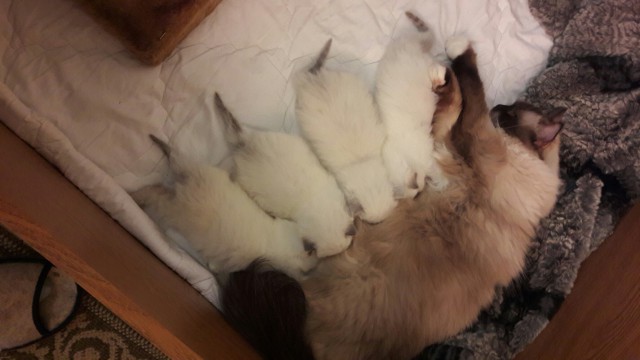 Коты из сети