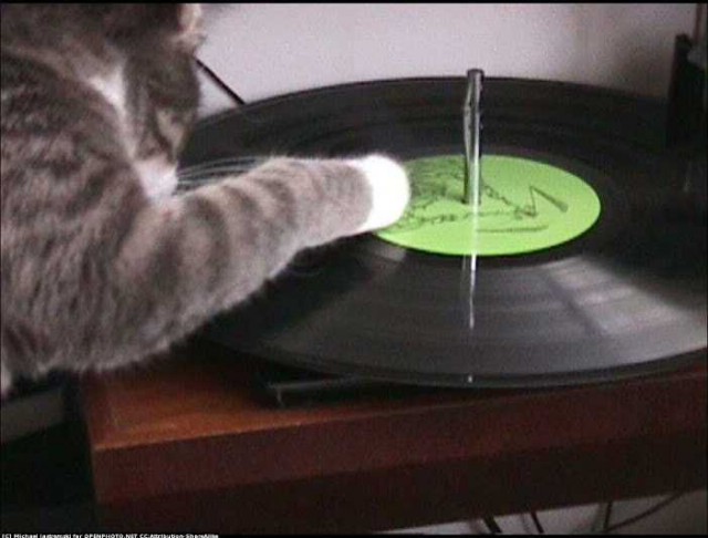 Коты из сети