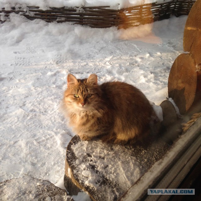 Котовторник 13.12.2016
