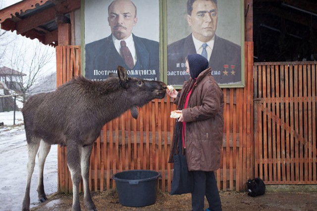 Лось Гриша живет на ферме, любит свою «маму» и дружит с собакой