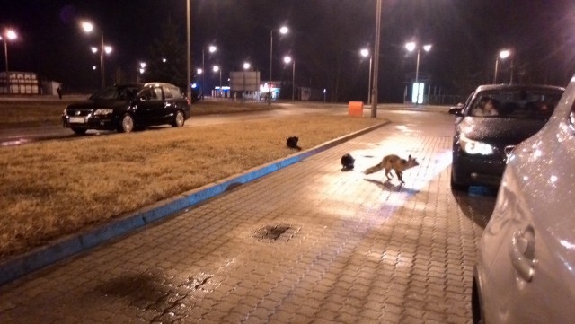 Наглая! Рыжая! Морда!