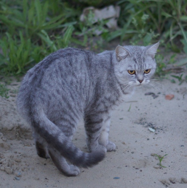 Котовторник 18.07.2017