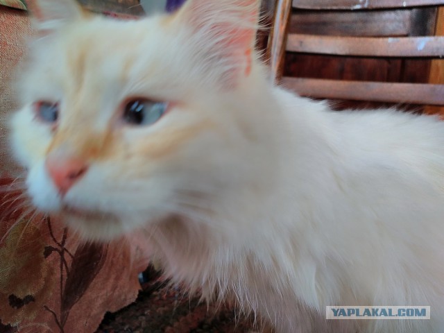 Котовторник 18.07.2017