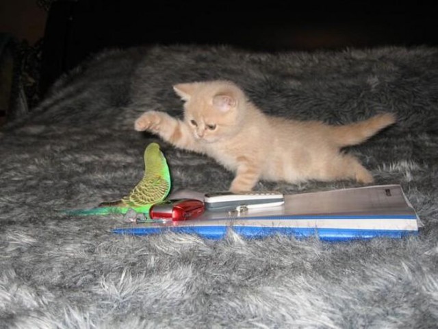 Коты и Кошки