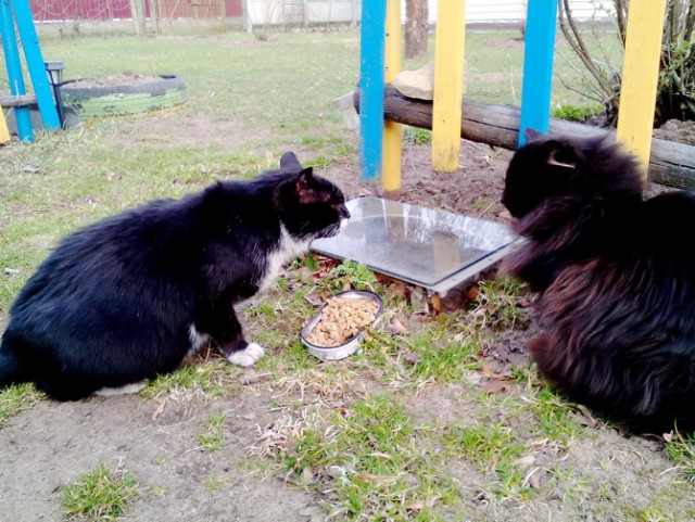 Котовторник  15.08.2017