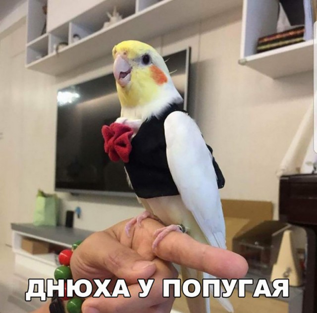Подборка забавных животных
