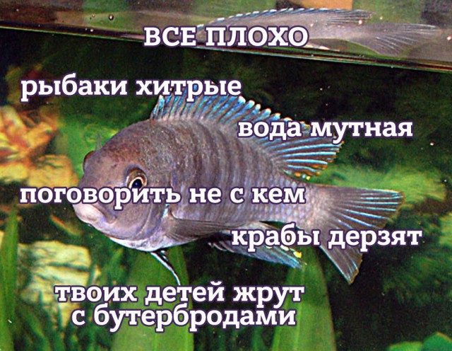 Пятничный абсурд и деградация приветствует вас!