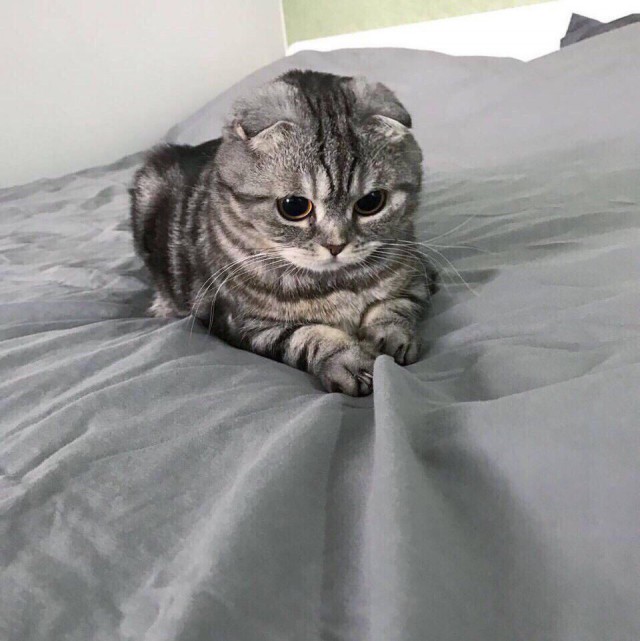 Коты и Кошки