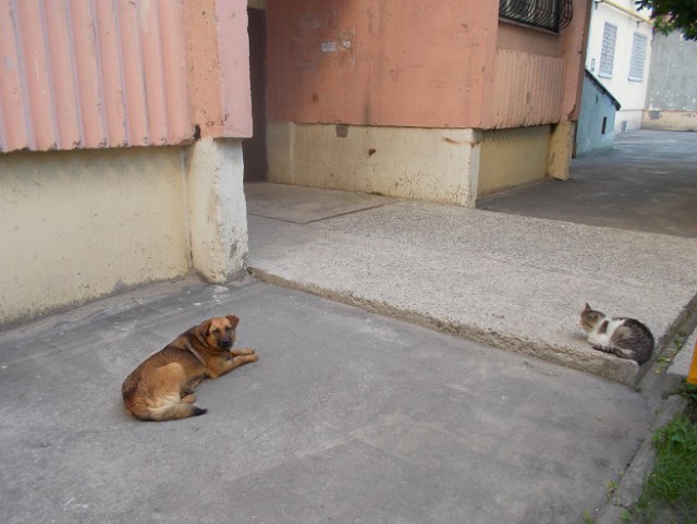 Беседка ФиС ЯПа