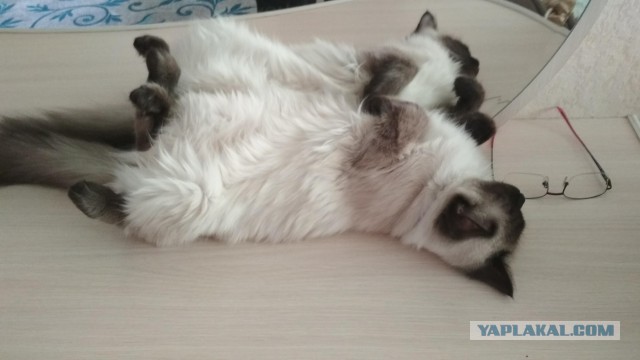 Котовторник  19.12.2017