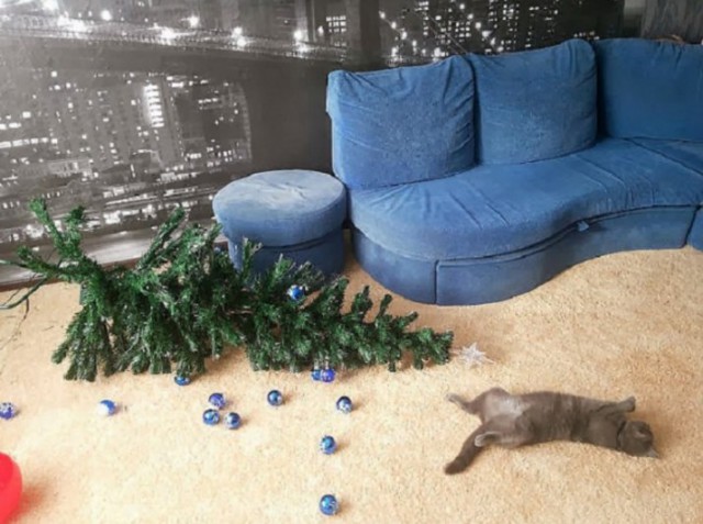 Коты и Кошки