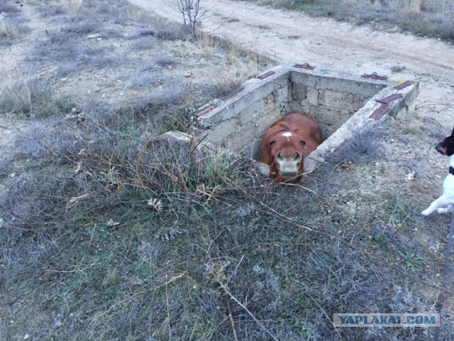 А я сегодня утром гулял с собаками. И смотрите что нашёл