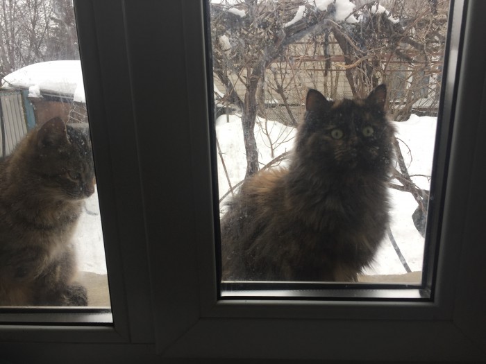 Котовторник 20.03.2018