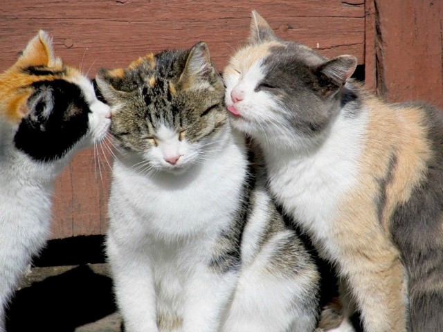 Фотобомбы котов