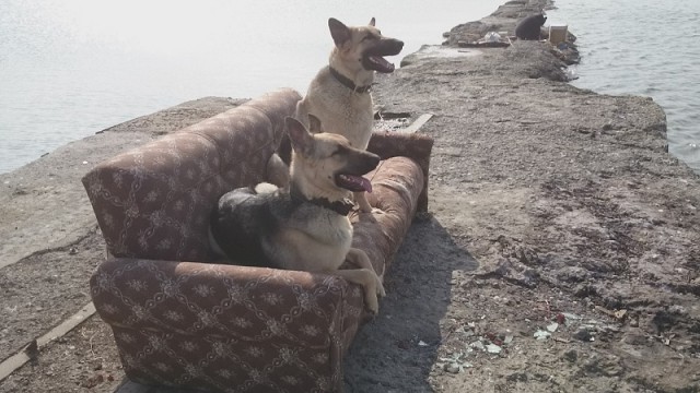 Жили-были той и стаф…